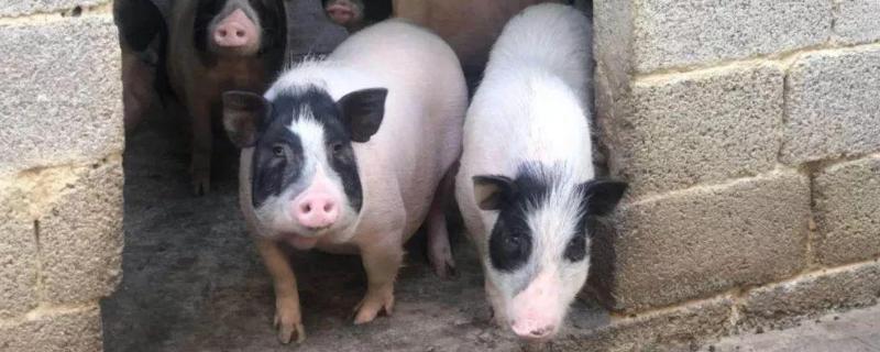 猪奶水不足怎么处理,小猪可以喝牛奶吗