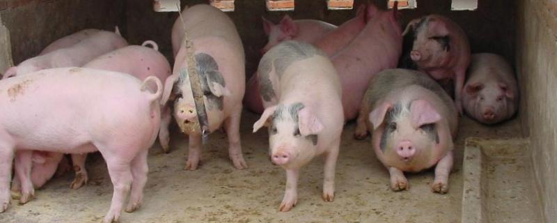 瘦肉猪跟肥肉猪的区别在哪里,瘦肉猪品种有哪些