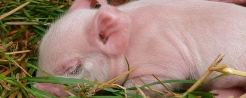 僵猪怎么治疗,猪喘气严重用什么药治疗