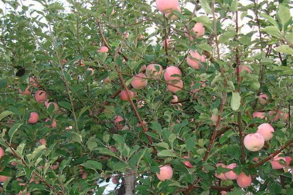 苹果亩产量一般多少斤,附种植方法