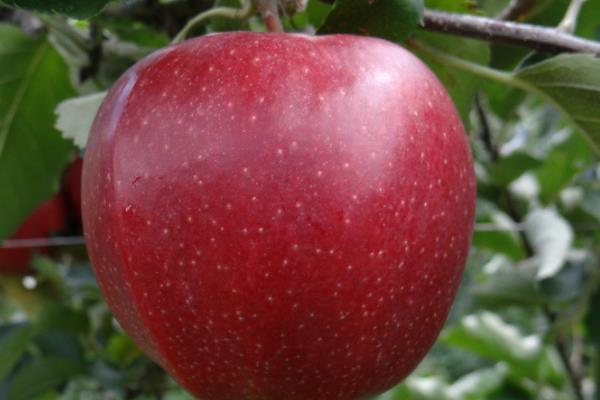 54种苹果品种介绍