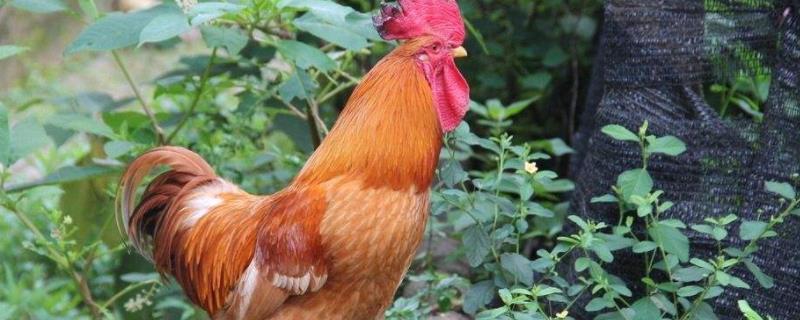 公鸡为什么晚上也打鸣怎么办,白胡椒能让公鸡不打鸣吗