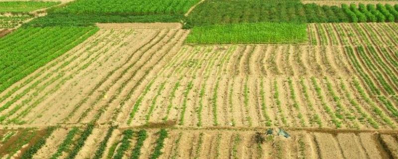 1亩地是几担田，可以栽种多少果树