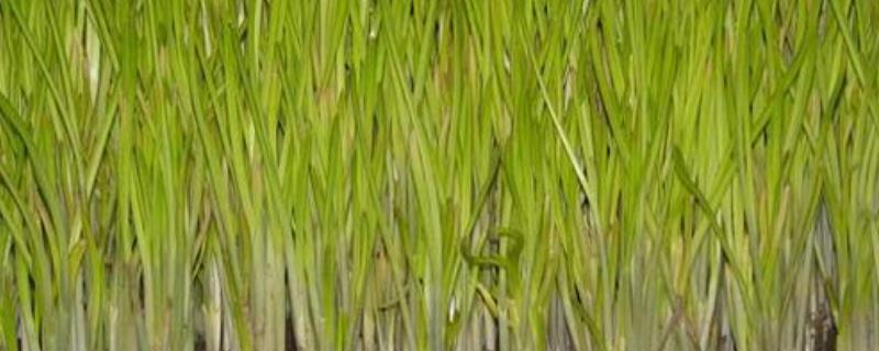 无土蒜黄能割几茬,附种植方法