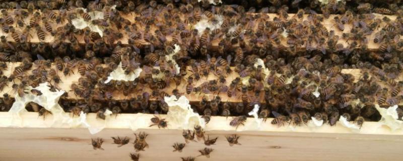 1脾蜂可以秋繁起来吗,秋繁奖励饲喂多长时间