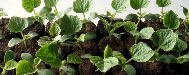 育苗基质的配制方法,和营养土有什么区别