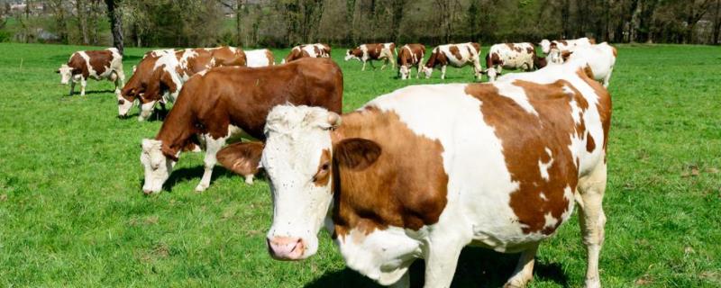 为什么不能喂反刍动物,喂反刍动物先喂粗料还是精料