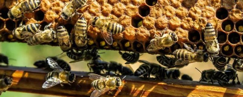 新王出来多少天才咬其他王台,新王台蜜蜂出台多久分蜂