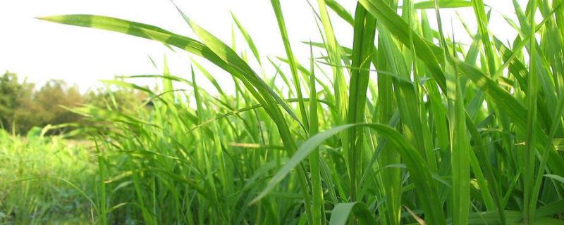 什么东西长出禾苗,禾苗什么季节种