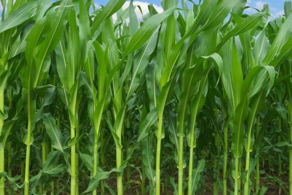 富尔116玉米品种介绍