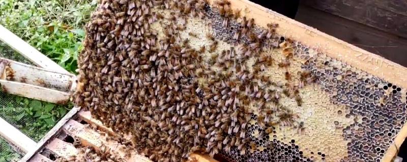几十只蜂的蛋群速繁法,2斤蜂一共几脾