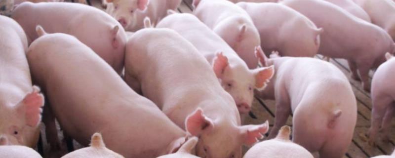 母猪非洲猪瘟初期明显症状,潜伏期是多长时间