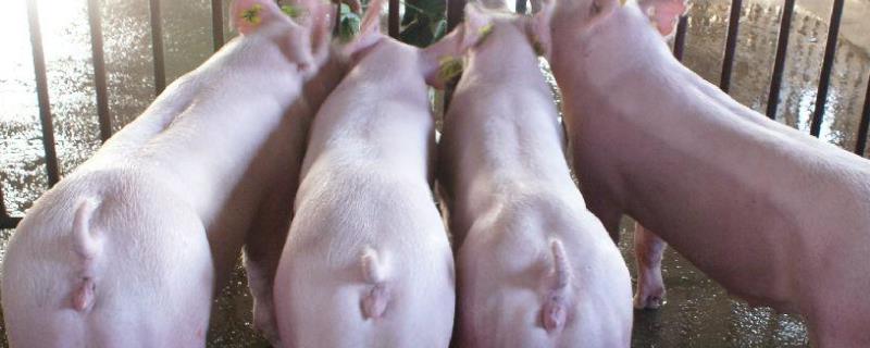 母猪配种方法，后备母猪配种顺口溜