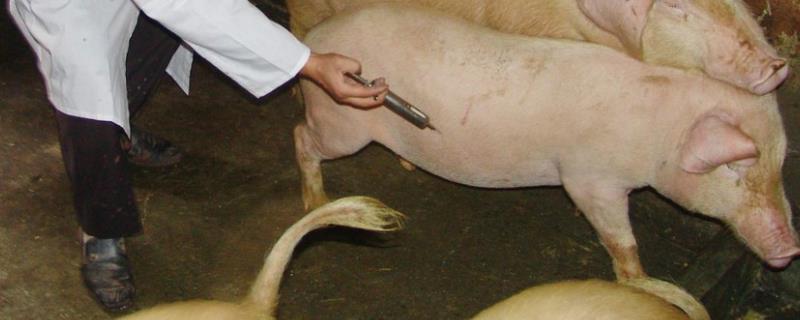 母猪接种疫苗顺序,接种细小疫苗后会有什么反应