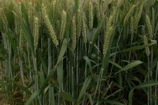 徐麦35小麦品种