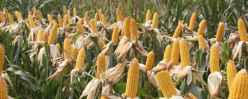 铁研919玉米种子审定号，附简介