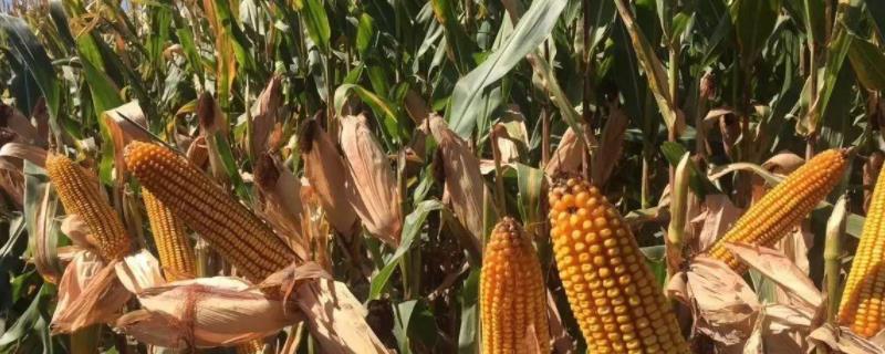 大丰20玉米种介绍,附简介