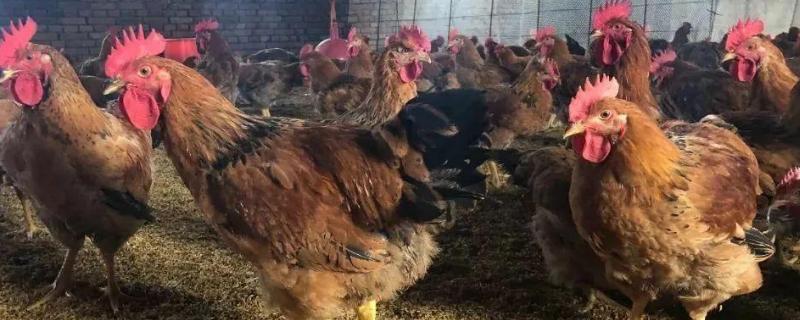 畜禽品种,哪些畜禽为贵州的优良品种