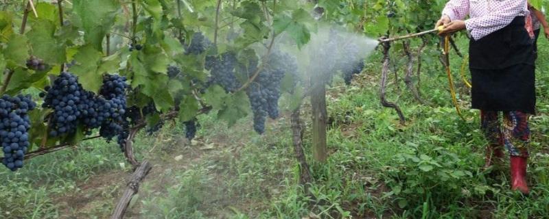 碧护叶面肥主要功效,冬天打叶面肥温度最低多少度