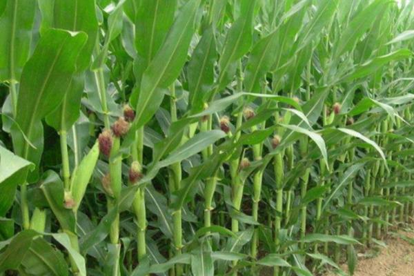 富民105玉米品种介绍