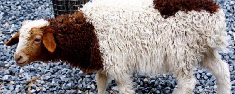 羊口蹄疫的治疗方法,附症状