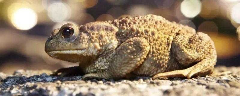 田鸡为什么叫田鸡,和青蛙有什么区别