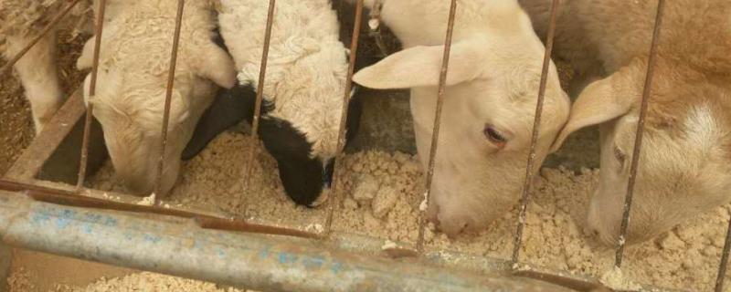 豆腐渣喂羊的正确方法，豆腐渣喂羊有什么好处