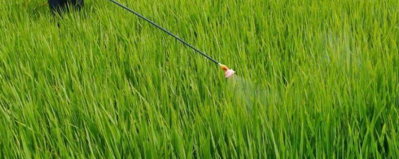 甲拌磷是什么农药,可以杀那些重,残留期是多长时间