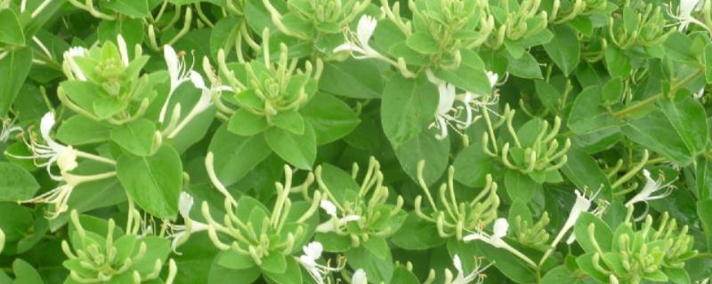 金银花病虫害科学用药防治技术,金银花的花朵为什么会变色