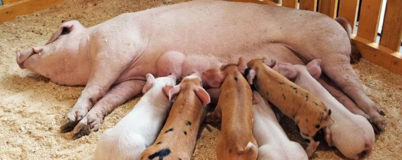 母猪吃粪便是什么原因,后备母猪喝红糖水有什么作用