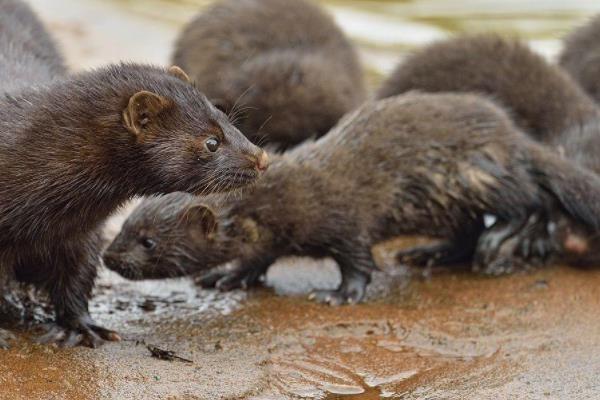 54个特种养殖项目