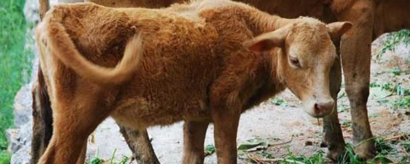 牛流鼻涕用什么药,小牛拉稀什么药最管用