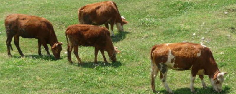 我想养牛但没本钱该怎么办,6万可以养几头牛