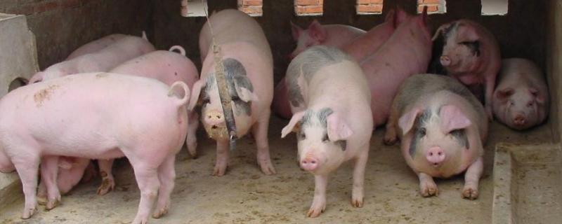 猪人工授精插10几公分可以吗,附人工授精注意事项