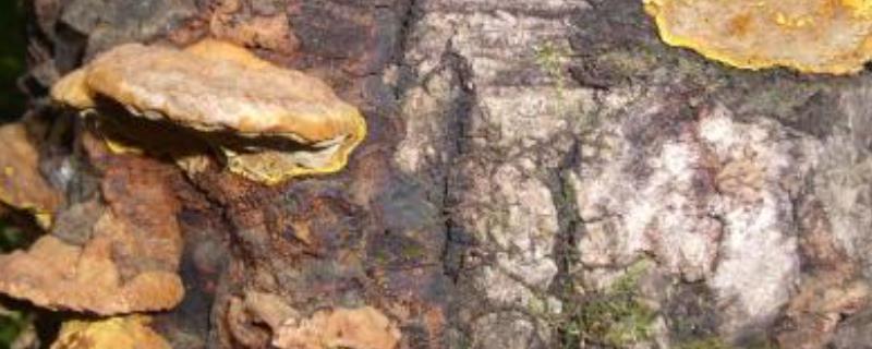 种植桑黄技术,附种植利润和风险