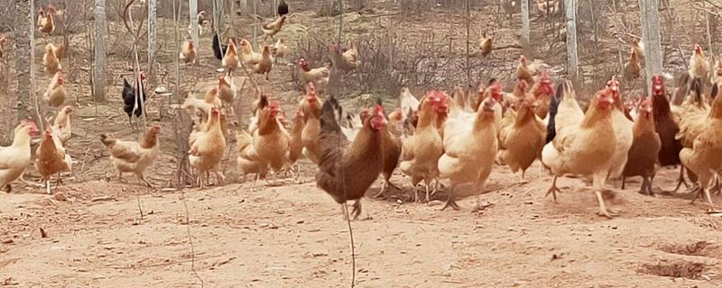 养鸡长得快绝招,鸡冠发黑用什么药