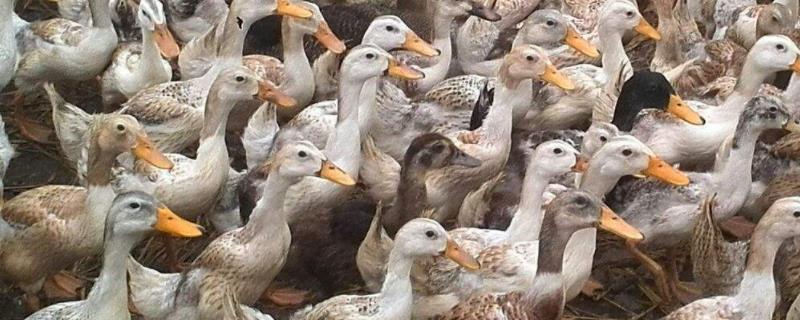 蛋鸭怎么提高产蛋率,蛋鸭脱肛是什么情况引起的