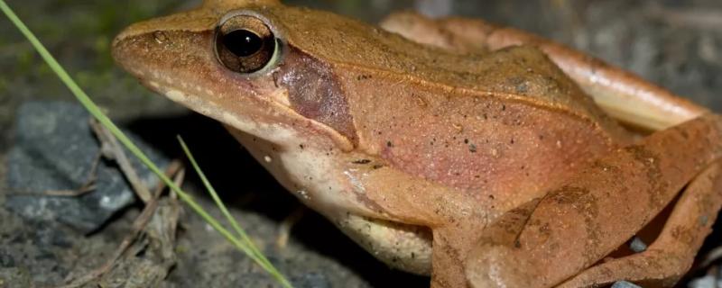 林蛙什么时候开始下山,林蛙一斤大约多少只
