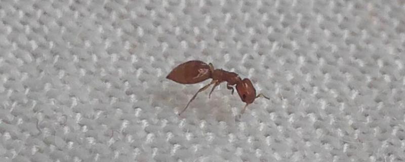 肿腿蜂寄生在被子里,如何彻底消灭