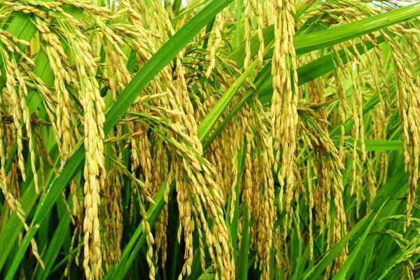 荃优1606水稻品种