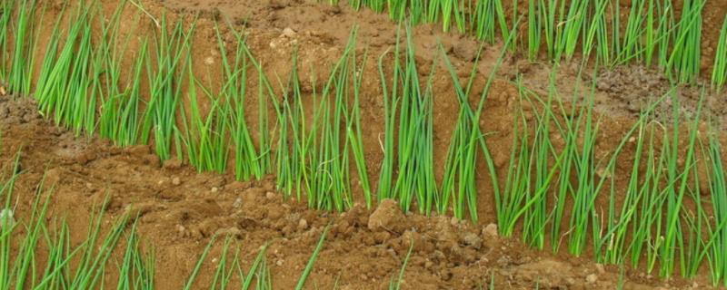 2021年种大葱能挣钱吗,附大葱种植方法