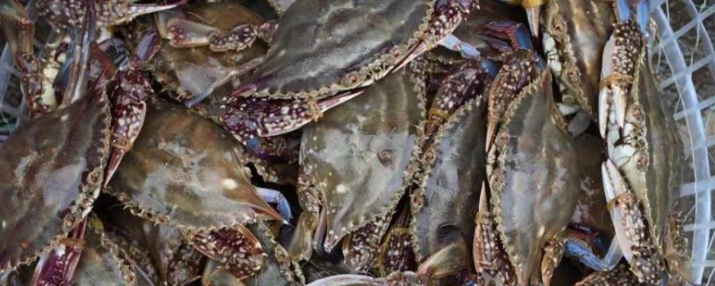 梭子蟹镉超标原因,里面黑黑的是怎么回事