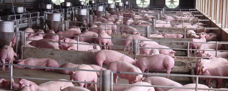 猪场灭苍蝇最有效的药,苍蝇灯好用吗