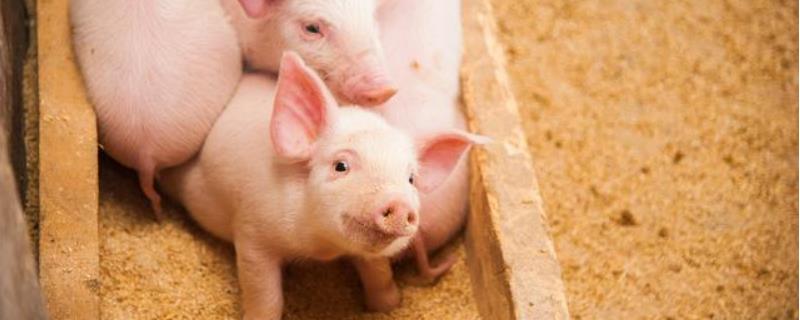 僵猪治疗绝招,喂什么药最有效