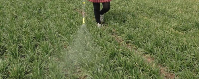 比草甘膦还厉害的除草剂,小麦除草剂冬季啥时间打合适
