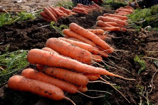 适合在农村做的小型加工厂