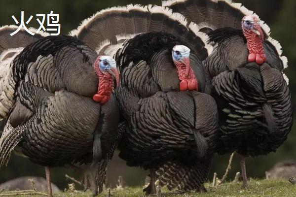 火鸡养殖技术,火鸡和普通的鸡有什么区别
