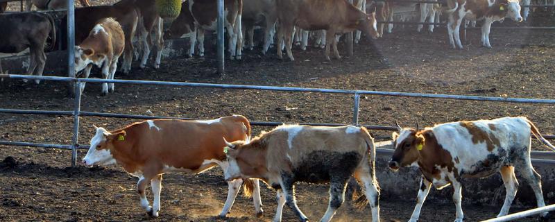 兽用枯草芽孢杆菌的作用,适宜温度是多少