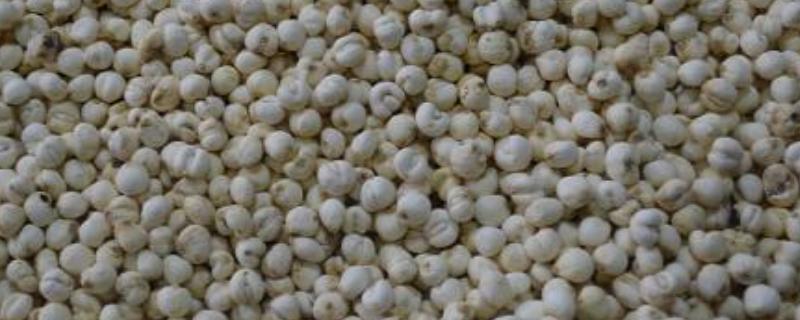 平贝母一亩地产量,和川贝母有什么区别