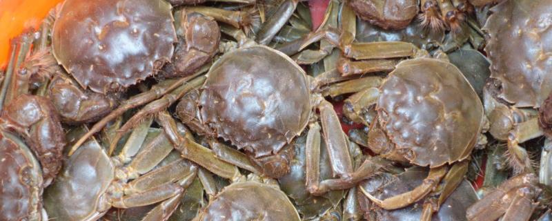 直接用自来水养螃蟹会死吗,买回来怎么保鲜好